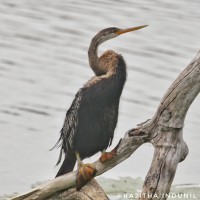 Anhinga melanogaster Pennant, 1769